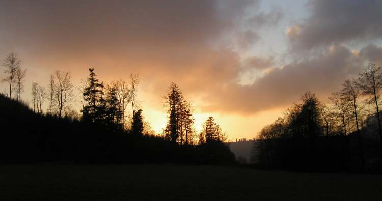 Sonnenuntergangsstimmung im Mainhardter Wald (Bitte hier klicken um dieses Bild in seiner vollen Größe zu betrachten)