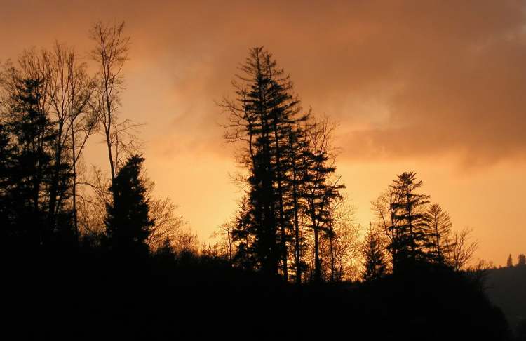 Sonnenuntergang hinter dem Wald (Bitte hier klicken um dieses Bild in seiner vollen Größe zu betrachten)