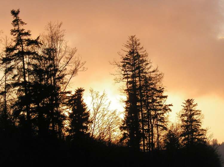 abendlicher Himmel im Wald (Bitte hier klicken um dieses Bild in seiner vollen Größe zu betrachten)