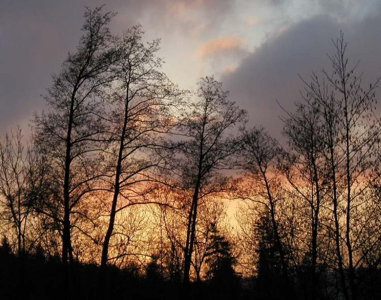 Bäume geniesen den Abendhimmel (Bitte hier klicken um dieses Bild in seiner vollen Größe zu betrachten)