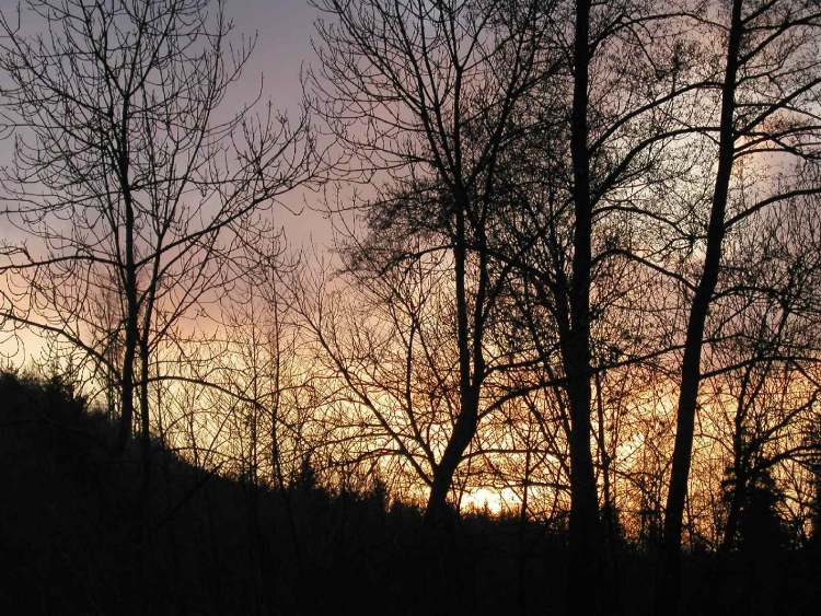 herrlicher Abendhimmel durch Bäume (Bitte hier klicken um dieses Bild in seiner vollen Größe zu betrachten)