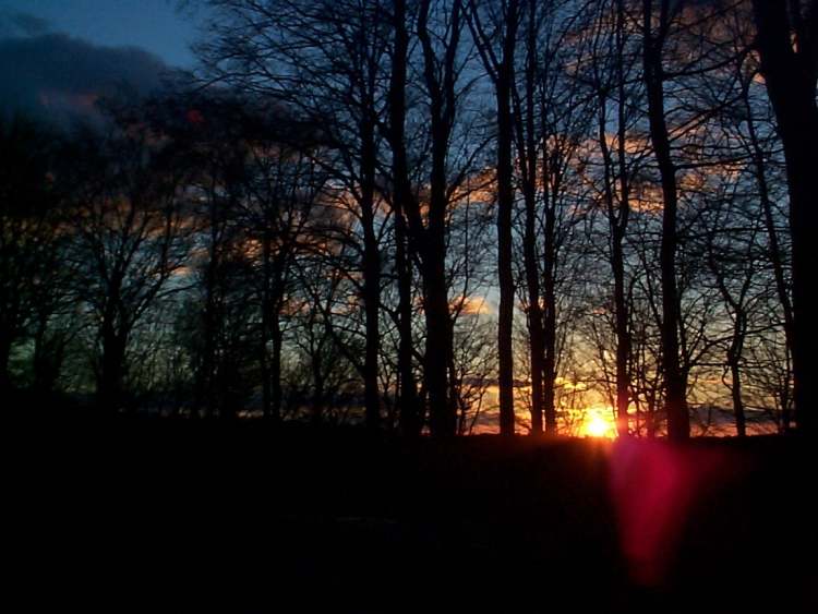 abendlicher Wald (Bitte hier klicken um dieses Bild in seiner vollen Größe zu betrachten)