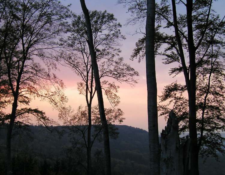 im Wald abendliche Stimmung (Bitte hier klicken um dieses Bild in seiner vollen Größe zu betrachten)