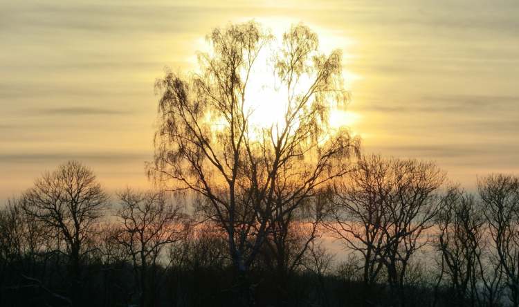 Sunset hinter dem großen Baum (Bitte hier klicken um dieses Bild in seiner vollen Größe zu betrachten)