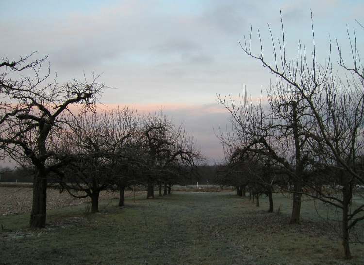 Apfelbaumreihen im Winter (Bitte hier klicken um dieses Bild in seiner vollen Größe zu betrachten)