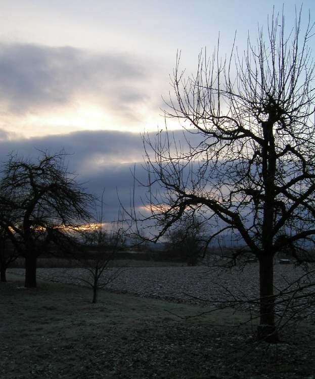 Apfelbaume am Acker (Bitte hier klicken um dieses Bild in seiner vollen Größe zu betrachten)