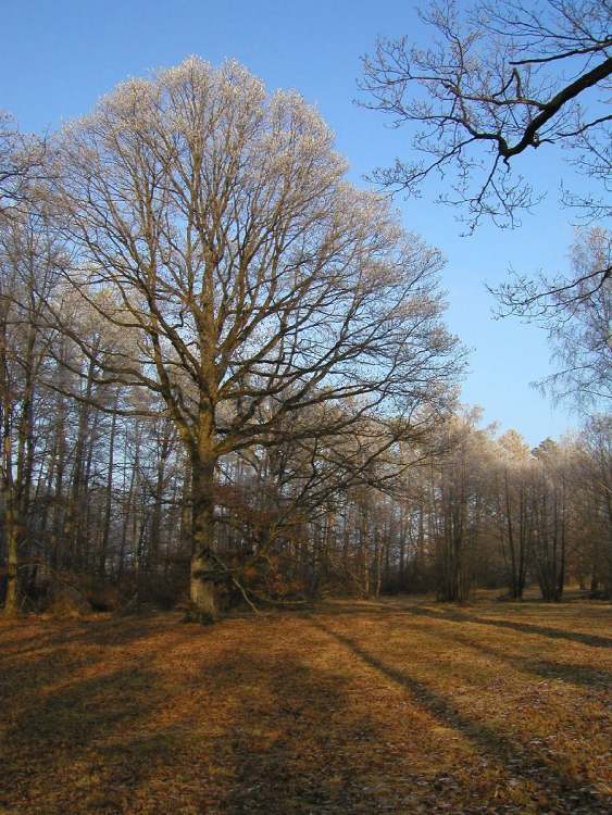 Ein Baum im Naturschutzgebiet Obersteinbach (Bitte hier klicken um dieses Bild in seiner vollen Größe zu betrachten)
