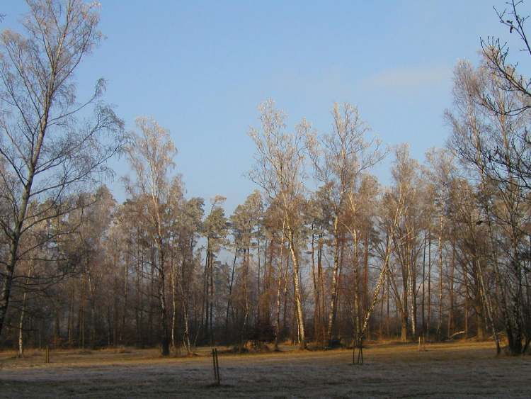 Bäme im Naturschutzgebiet Obersteinbach (Bitte hier klicken um dieses Bild in seiner vollen Größe zu betrachten)