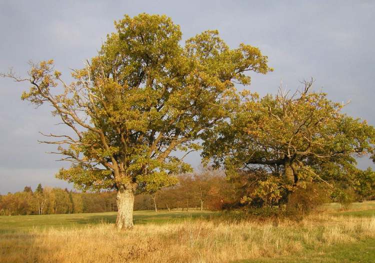 Bäume auf Wiese bei Obersteinbach (Bitte hier klicken um dieses Bild in seiner vollen Größe zu betrachten)