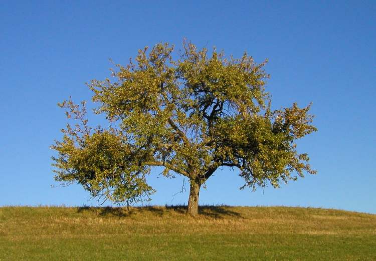 ein Wiesenbaum (Bitte hier klicken um dieses Bild in seiner vollen Größe zu betrachten)