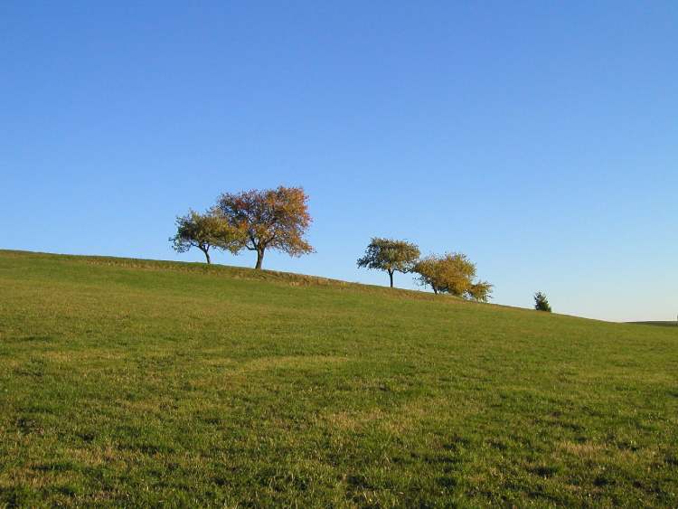 Bäume oberhalb Wiese (Bitte hier klicken um dieses Bild in seiner vollen Größe zu betrachten)