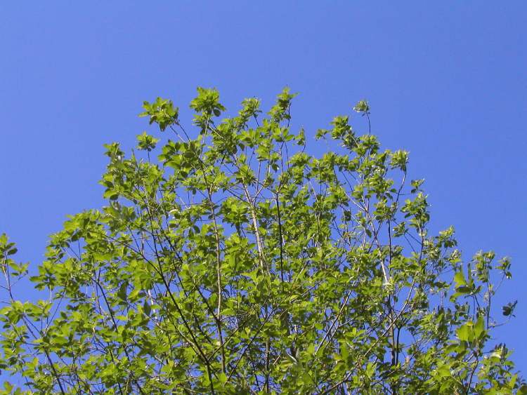 frisch begrünt im Frühling (Bitte hier klicken um dieses Bild in seiner vollen Größe zu betrachten)