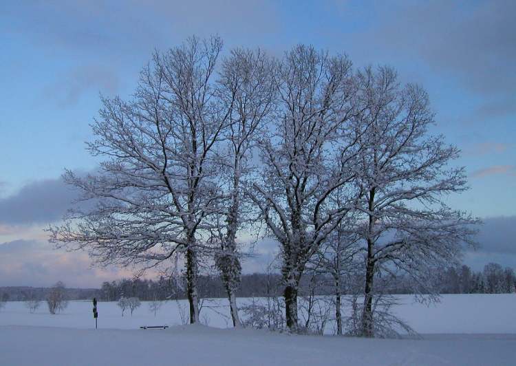 Baumgruppe im Winter (Bitte hier klicken um dieses Bild in seiner vollen Größe zu betrachten)