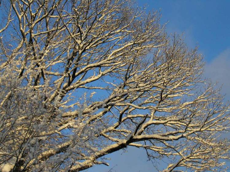 Schnee am Baum im Winter (Bitte hier klicken um dieses Bild in seiner vollen Größe zu betrachten)