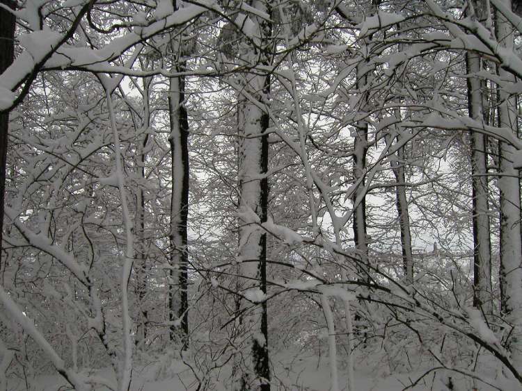 Schneewald (Bitte hier klicken um dieses Bild in seiner vollen Größe zu betrachten)