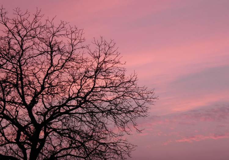 Baum imAbendlicht (Bitte hier klicken um dieses Bild in seiner vollen Größe zu betrachten)