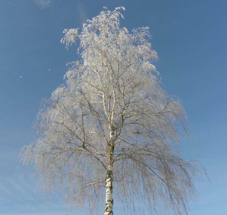 Birke im Winter (Bitte hier klicken um dieses Bild in seiner vollen Größe zu betrachten)
