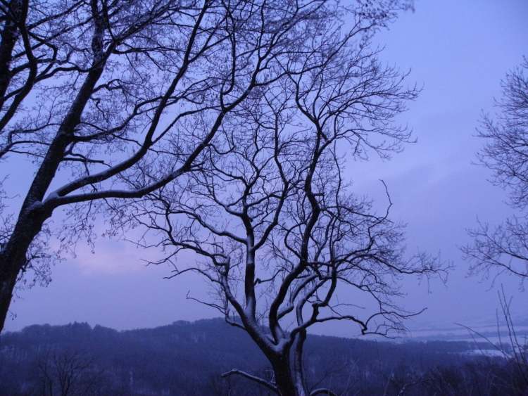 Im Winter ist der Baum einfach nur da (Bitte hier klicken um dieses Bild in seiner vollen Größe zu betrachten)