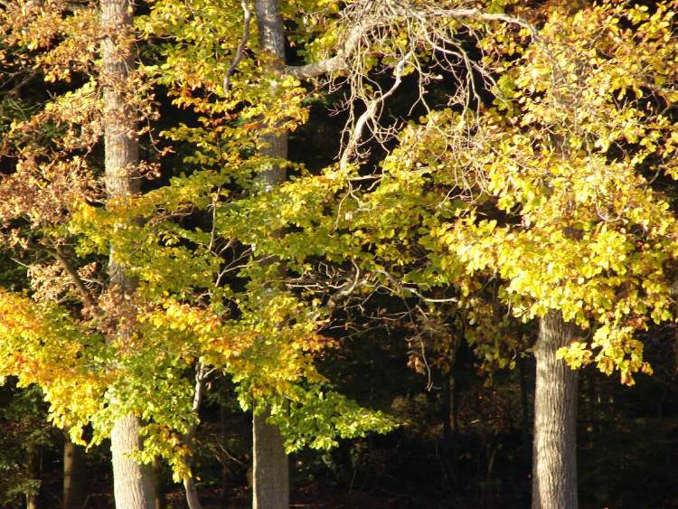 Baumstämme mit goldenem Herbstschmuck (Bitte hier klicken um dieses Bild in seiner vollen Größe zu betrachten)