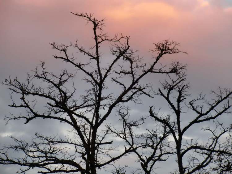 Winterhimmelbaum (Bitte hier klicken um dieses Bild in seiner vollen Größe zu betrachten)