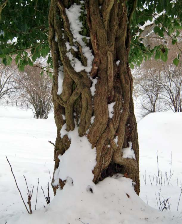 Efeubewachsener Baumstamm (Bitte hier klicken um dieses Bild in seiner vollen Größe zu betrachten)