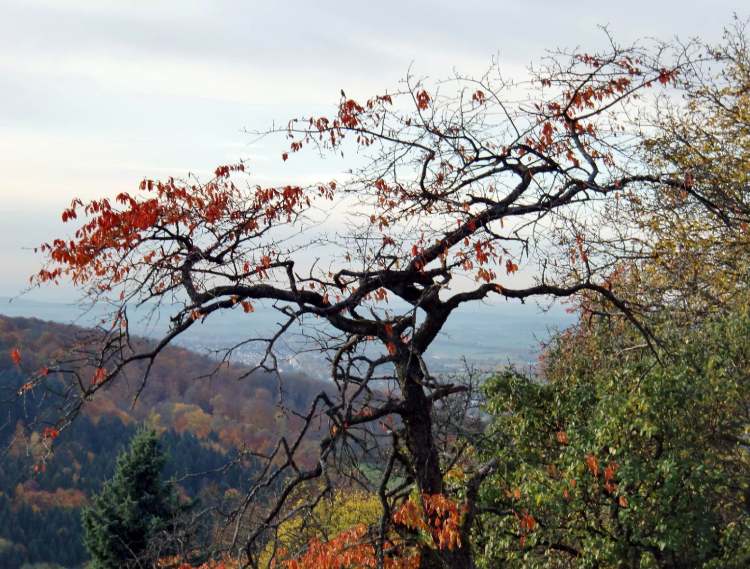 Ein Baum der seinen Platz gefunden hat (Bitte hier klicken um dieses Bild in seiner vollen Größe zu betrachten)