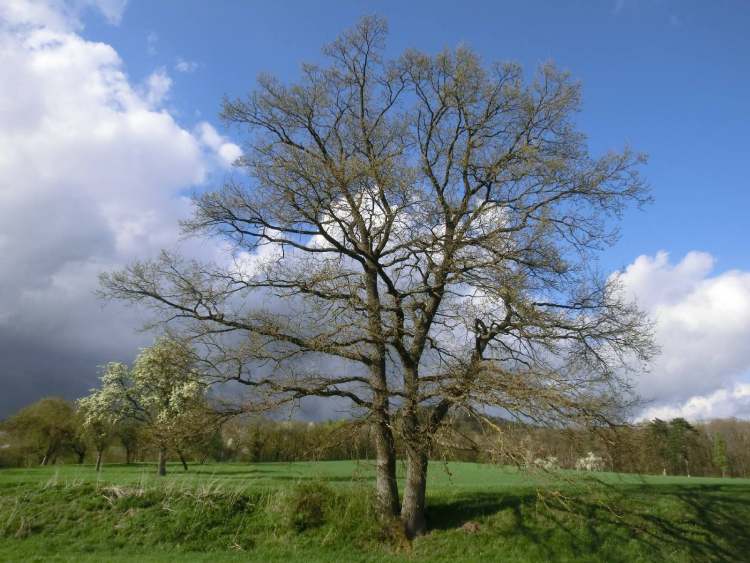 Baumbild (Bitte hier klicken um dieses Bild in seiner vollen Größe zu betrachten)