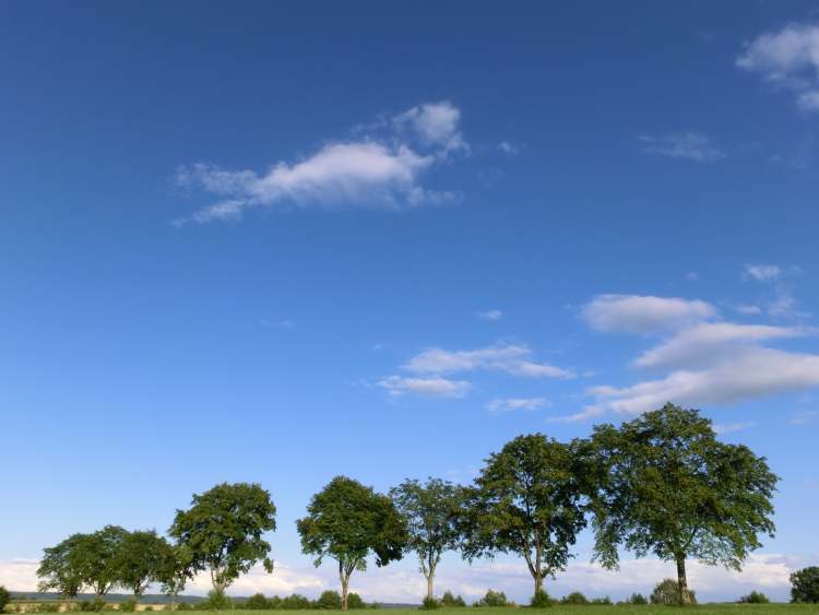 geordnete Baumgruppe mit Himmel (Bitte hier klicken um dieses Bild in seiner vollen Größe zu betrachten)