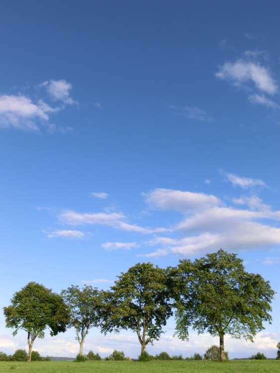Baumgruppe mit Himmel (Bitte hier klicken um dieses Bild in seiner vollen Größe zu betrachten)