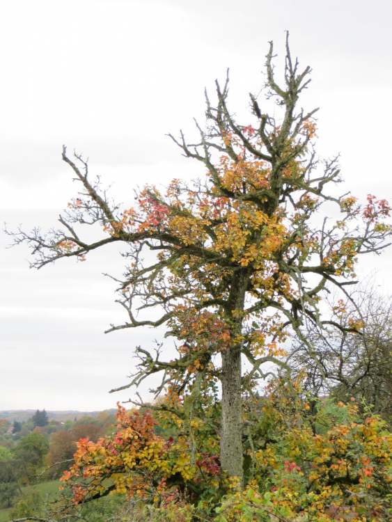 Herbstbaum (Bitte hier klicken um dieses Bild in seiner vollen Größe zu betrachten)