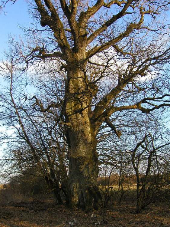 besonderer Kraftbaum bei Walxheim (Bitte hier klicken um dieses Bild in seiner vollen Größe zu betrachten)