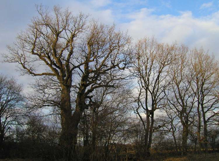 besondere Kraftbäume bei Walxheim (Bitte hier klicken um dieses Bild in seiner vollen Größe zu betrachten)