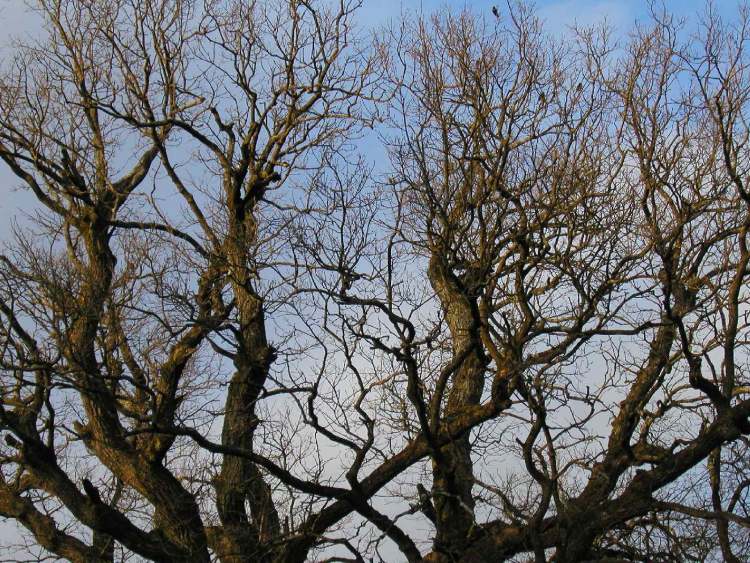 Baum bei Walxheim (Bitte hier klicken um dieses Bild in seiner vollen Größe zu betrachten)