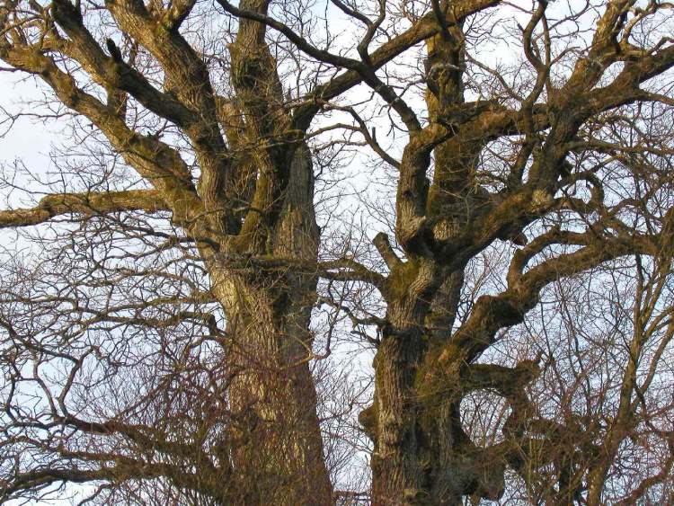 was für ein kräftiger Baum bei Walxheim (Bitte hier klicken um dieses Bild in seiner vollen Größe zu betrachten)