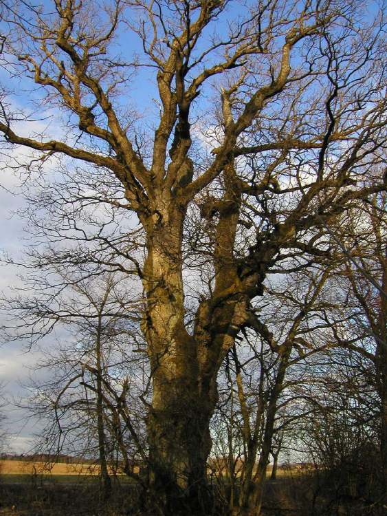 Kraftbaum bei Walxheim (Bitte hier klicken um dieses Bild in seiner vollen Größe zu betrachten)