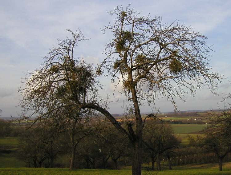 Mistelbaum (Bitte hier klicken um dieses Bild in seiner vollen Größe zu betrachten)