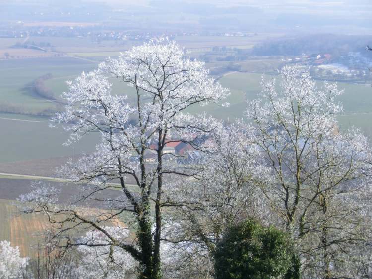 Raureif auf Baum (Bitte hier klicken um dieses Bild in seiner vollen Größe zu betrachten)