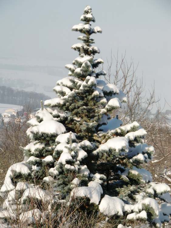 Wintertannenbaum (Bitte hier klicken um dieses Bild in seiner vollen Größe zu betrachten)