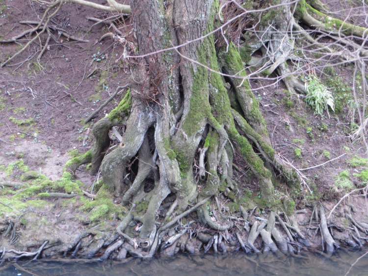 Märchenwurzelbaum am Wasser (Bitte hier klicken um dieses Bild in seiner vollen Größe zu betrachten)