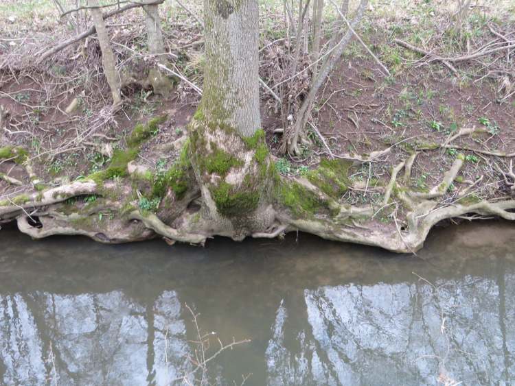 Wurzelbaum am Wasser (Bitte hier klicken um dieses Bild in seiner vollen Größe zu betrachten)