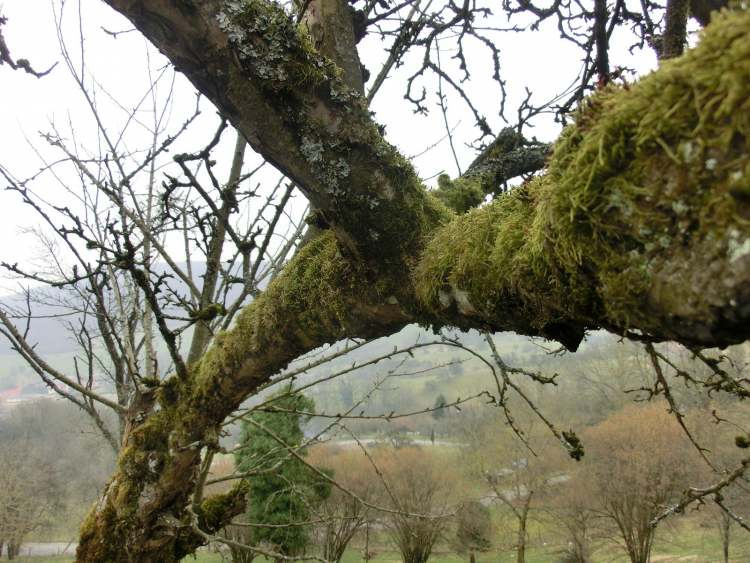 ein ganz alter Apfelbaum (Bitte hier klicken um dieses Bild in seiner vollen Größe zu betrachten)