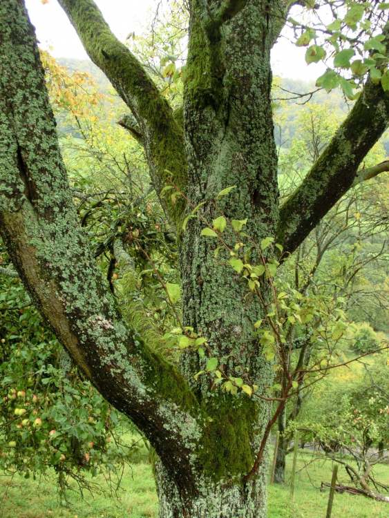 Moos und Flechten am Apfelbaum (Bitte hier klicken um dieses Bild in seiner vollen Größe zu betrachten)