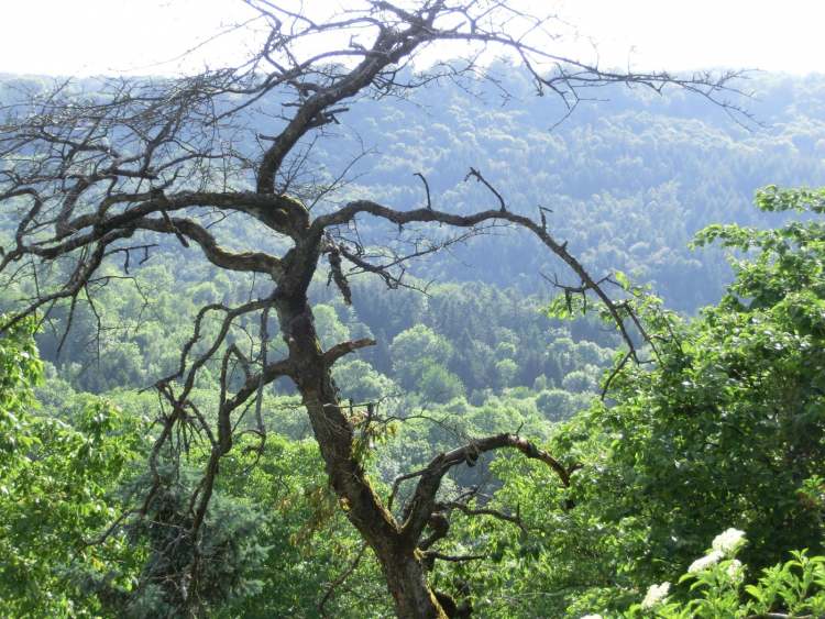 Sterbender Baum (Bitte hier klicken um dieses Bild in seiner vollen Größe zu betrachten)