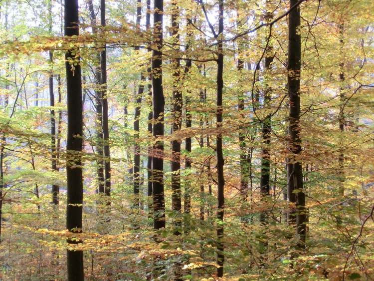 Herbst Licht Wald (Bitte hier klicken um dieses Bild in seiner vollen Größe zu betrachten)