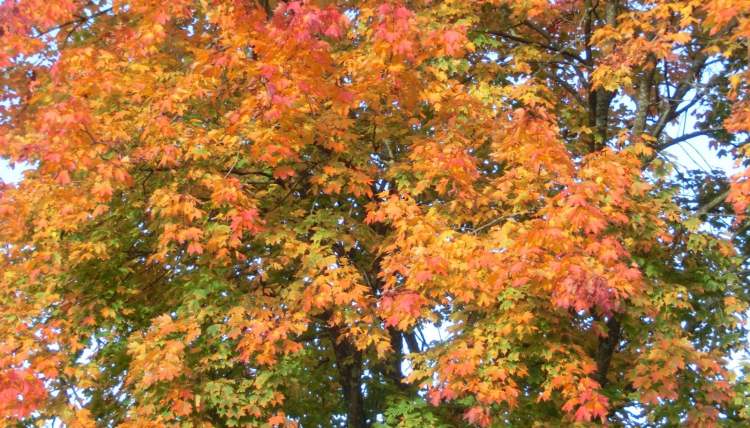 Herbst im Baum (Bitte hier klicken um dieses Bild in seiner vollen Größe zu betrachten)