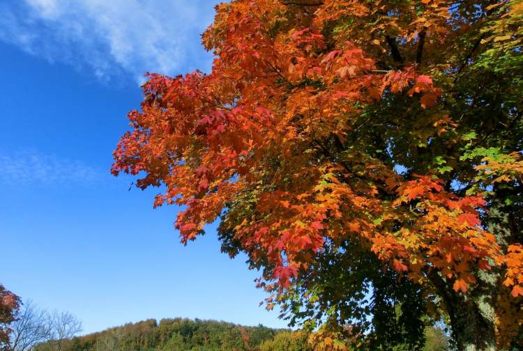 Der herbstliche Baum (Bitte hier klicken um dieses Bild in seiner vollen Größe zu betrachten)