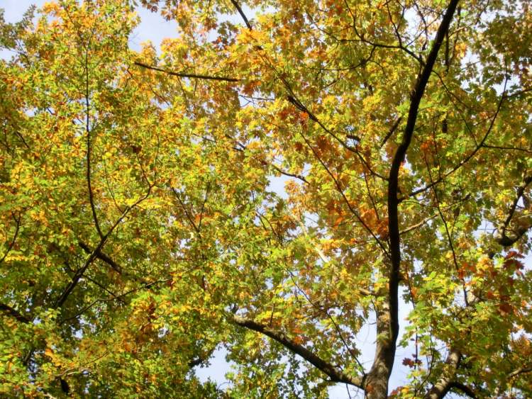 Herbstblätterbaum (Bitte hier klicken um dieses Bild in seiner vollen Größe zu betrachten)