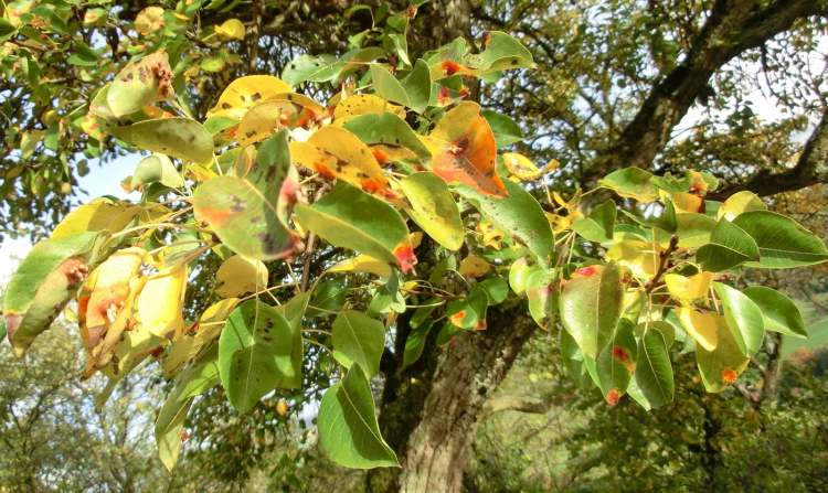 Herbstblätter Baum (Bitte hier klicken um dieses Bild in seiner vollen Größe zu betrachten)