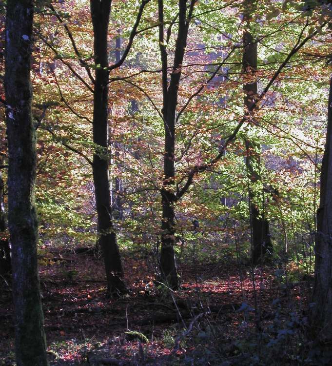 Herbstwaldstimmung (Bitte hier klicken um dieses Bild in seiner vollen Größe zu betrachten)