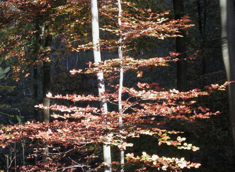 Herbst am Waldrand (Bitte hier klicken um dieses Bild in seiner vollen Größe zu betrachten)